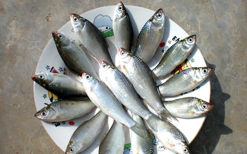 5 loại cá nhỏ là 