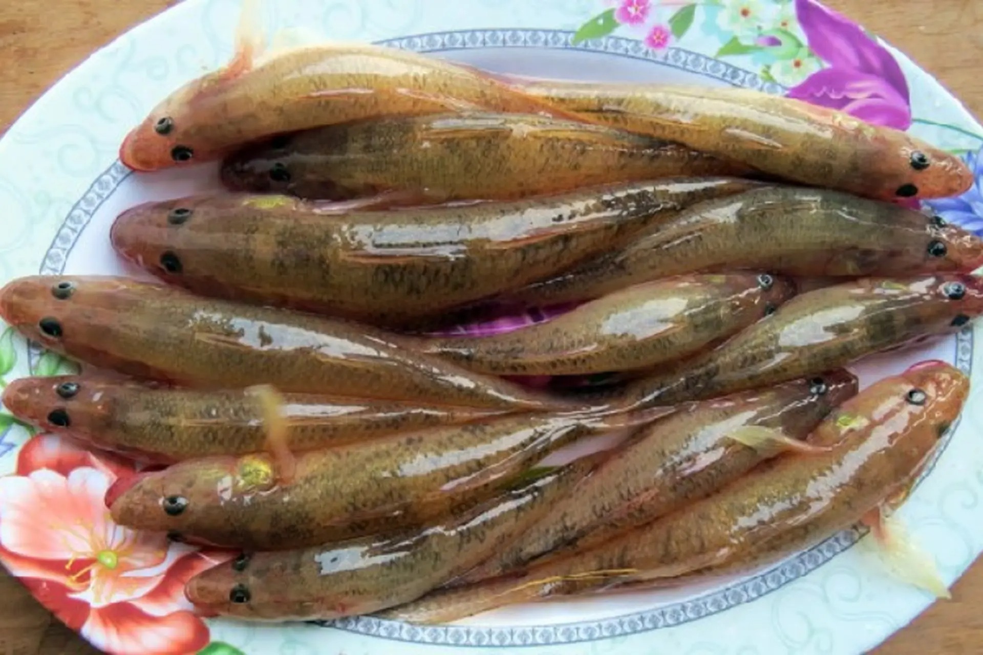 5 loại cá nhỏ là 