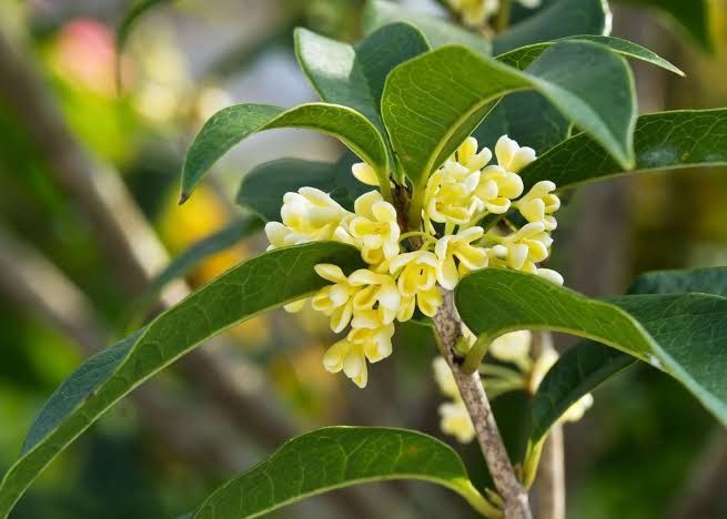 Ông bà dặn: Trồng 3 cây này trong sân, vinh hoa phú quý 3 đời con cháu- Ảnh 2.