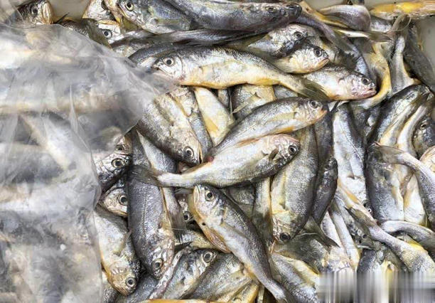 4 loại cá không thể nuôi nhân tạo trên thị trường, giá rẻ, thịt ngon, gặp là đừng bỏ lỡ- Ảnh 1.