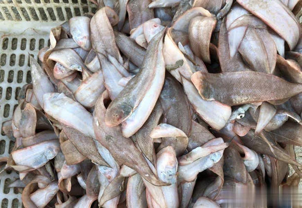 4 loại cá không thể nuôi nhân tạo trên thị trường, giá rẻ, thịt ngon, gặp là đừng bỏ lỡ- Ảnh 3.