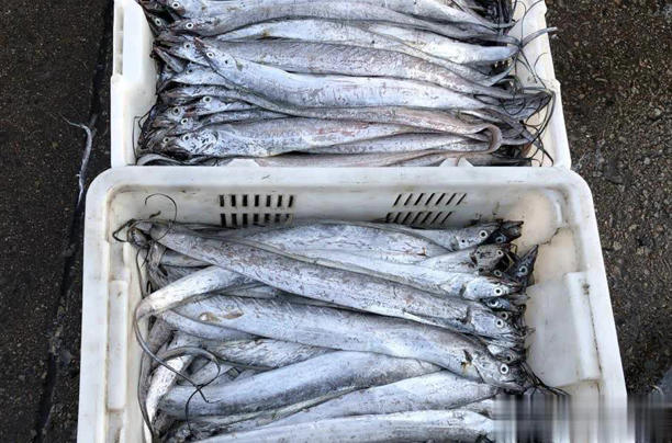 4 loại cá không thể nuôi nhân tạo trên thị trường, giá rẻ, thịt ngon, gặp là đừng bỏ lỡ- Ảnh 4.
