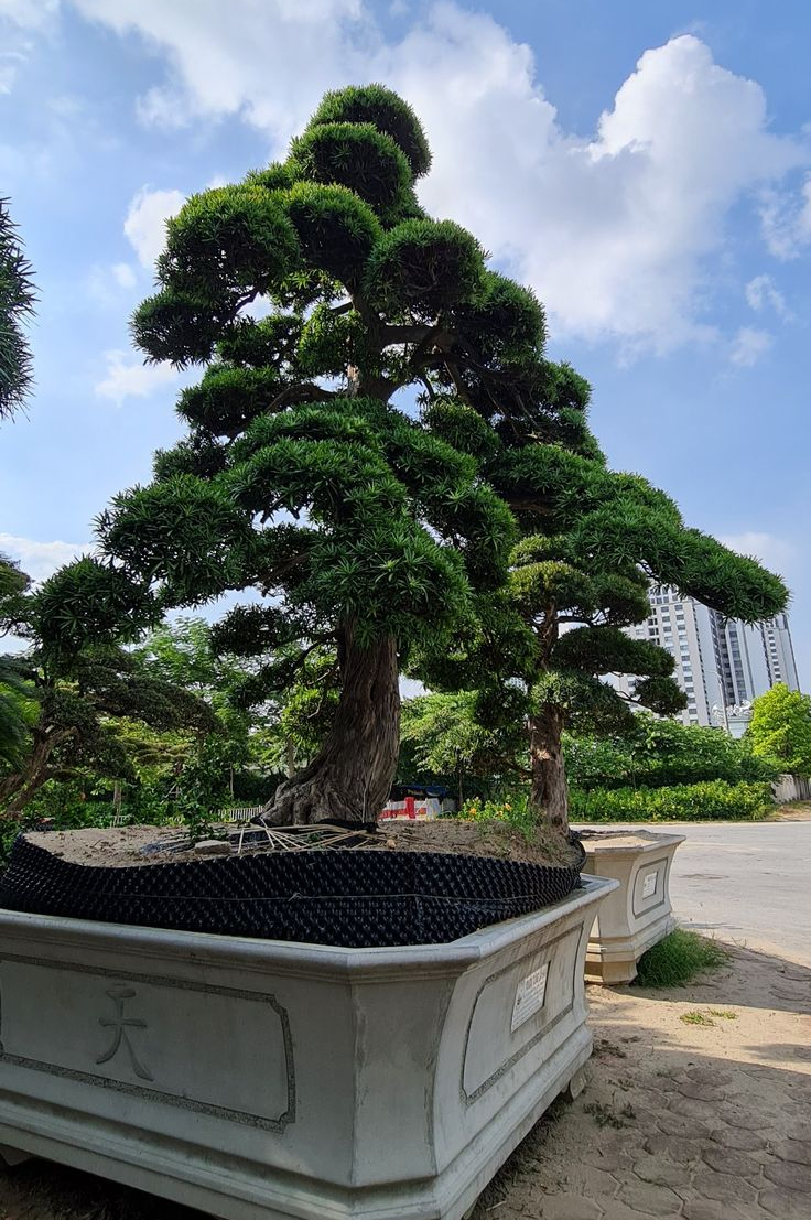 Ông bà dặn: Trồng 3 cây này trong sân, vinh hoa phú quý 3 đời con cháu- Ảnh 4.