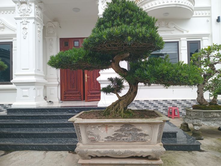 Ông bà dặn: Trồng 3 cây này trong sân, vinh hoa phú quý 3 đời con cháu- Ảnh 3.