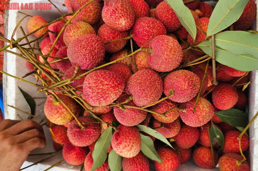 Vải thiều đang bán ở TP HCM có giá rẻ đến bất ngờ- Ảnh 3.
