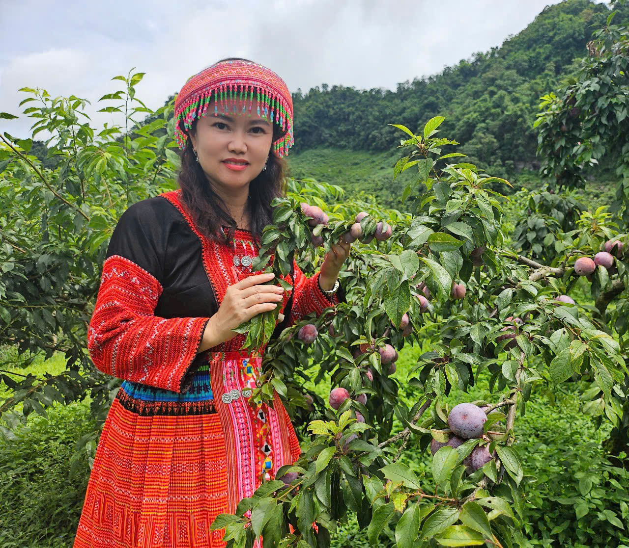 Ngẩn ngơ trước rừng mận chín đỏ ở Mộc Châu- Ảnh 10.