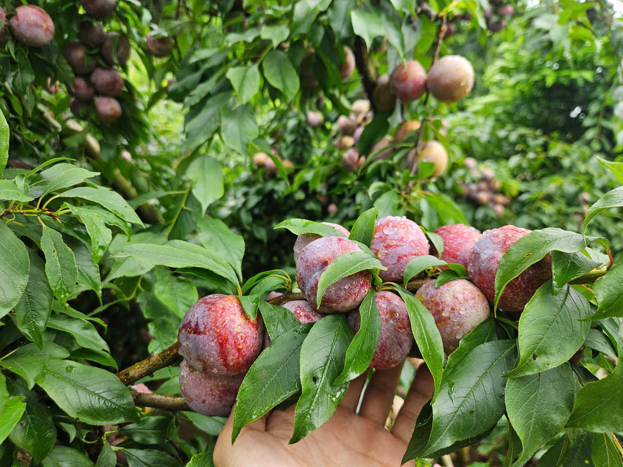Ngẩn ngơ trước rừng mận chín đỏ ở Mộc Châu- Ảnh 4.