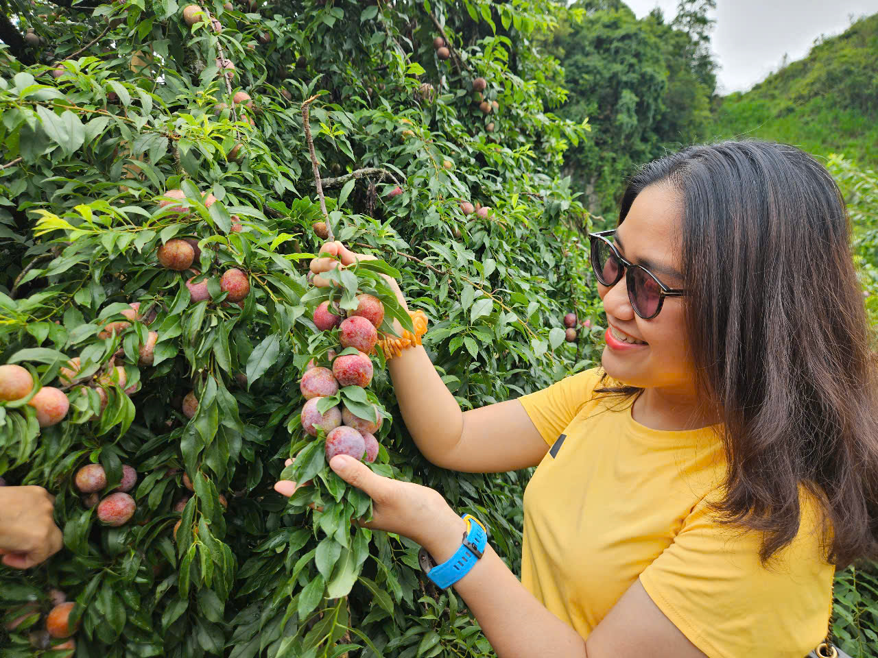 Ngẩn ngơ trước rừng mận chín đỏ ở Mộc Châu- Ảnh 5.