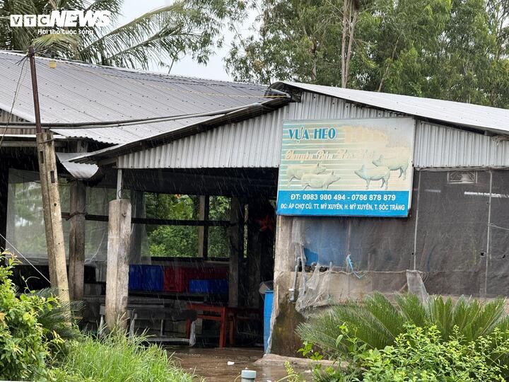 Bên trong nơi giết mổ heo gia công cho C.P. Việt Nam tại Sóc Trăng- Ảnh 2.