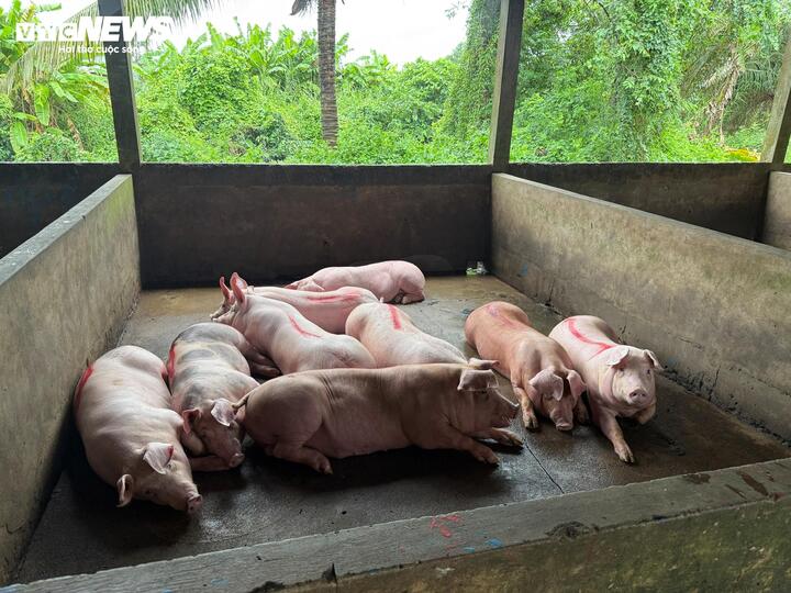 Bên trong nơi giết mổ heo gia công cho C.P. Việt Nam tại Sóc Trăng- Ảnh 12.