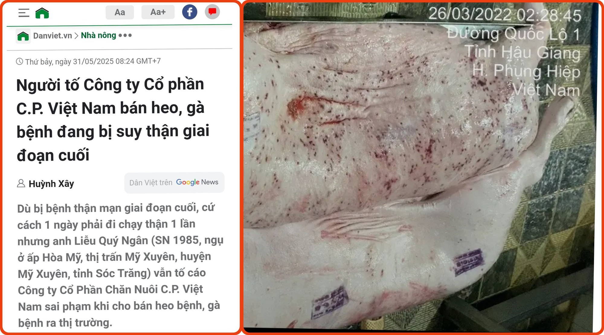 Thịt lợn bệnh làm thức ăn cho cá, chỉ cần 