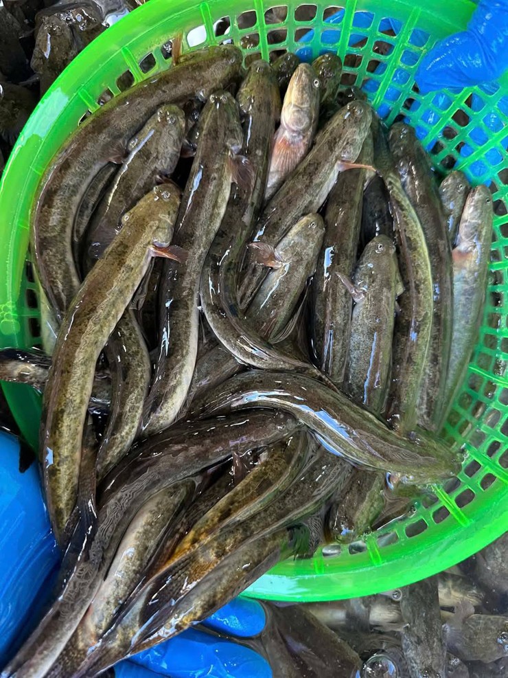 Loại cá 