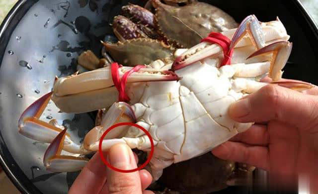 Thích ăn cua nhưng không biết cách chọn? 2 mẹo mua cua từ lão ngư, con nào cũng tươi ngon, chắc thịt!- Ảnh 1.