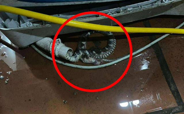 Kiểm tra máy giặt, người dùng tá hỏa phát hiện có rắn bên trong: Chúng đi vào từ đường nào?- Ảnh 1.
