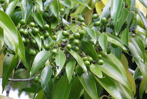 Việt Nam sở hữu hơn 180.000 ha 'sản vật' quý hiếm của thế giới, thu về 123 triệu USD kể từ đầu năm- Ảnh 1.