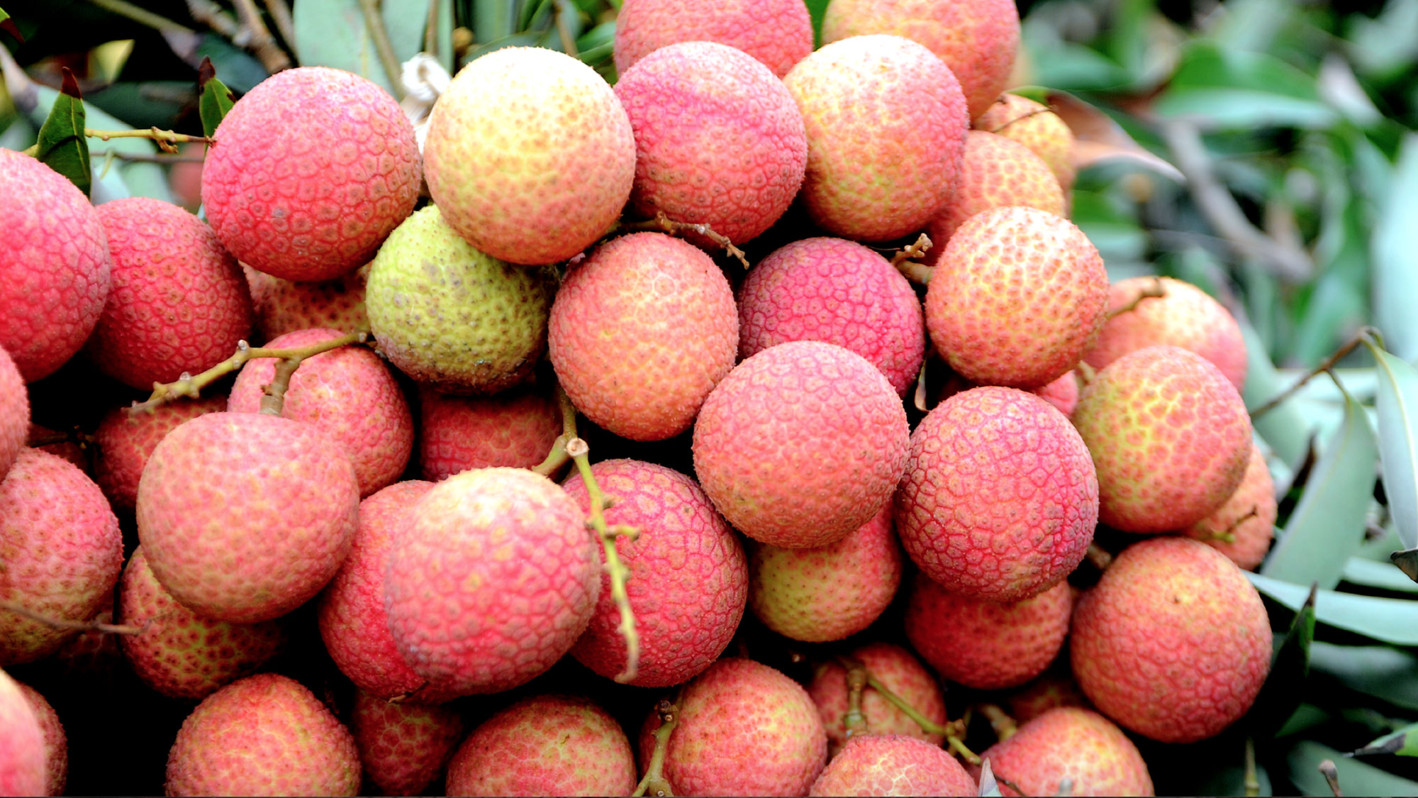 Chỉ còn chưa đến 1 ngày, bánh đậu xanh Hải Dương sẽ thành đặc sản Hải Phòng: Các món khác thì sao?- Ảnh 1.