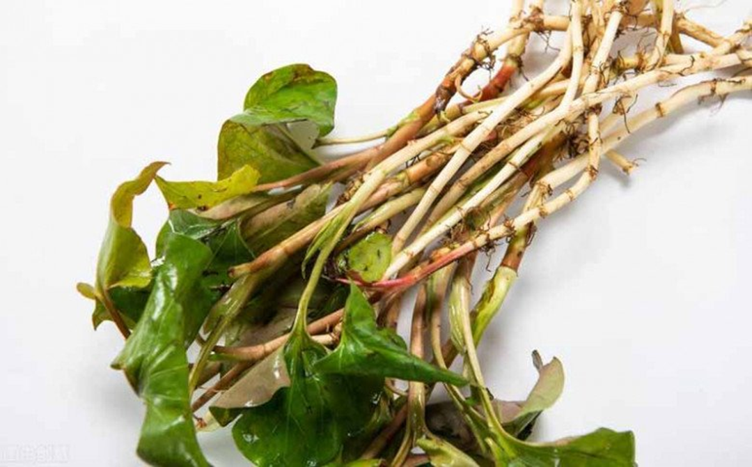 Đừng chỉ ăn lá, rễ loại cây này quý như Đừng chỉ ăn lá, rễ loại cây này quý như