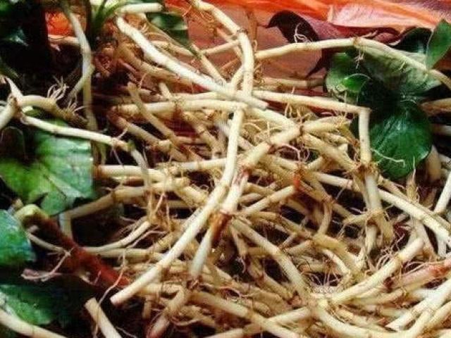 Đừng chỉ ăn lá, rễ loại cây này quý như Đừng chỉ ăn lá, rễ loại cây này quý như