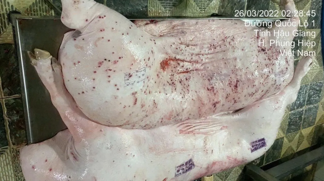 Lý do nhân viên thú y đóng dấu kiểm dịch sai trên heo bệnh của Công ty C.P., hé lộ về ao cá tiêu hủy heo- Ảnh 1.