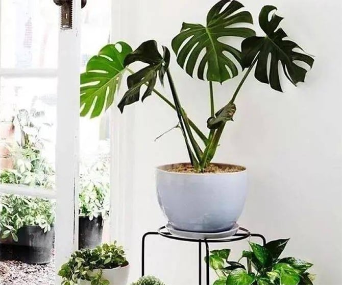 Mẹo làm mát nhà không cần điều hòa giúp giảm được 5 độ C- Ảnh 2.