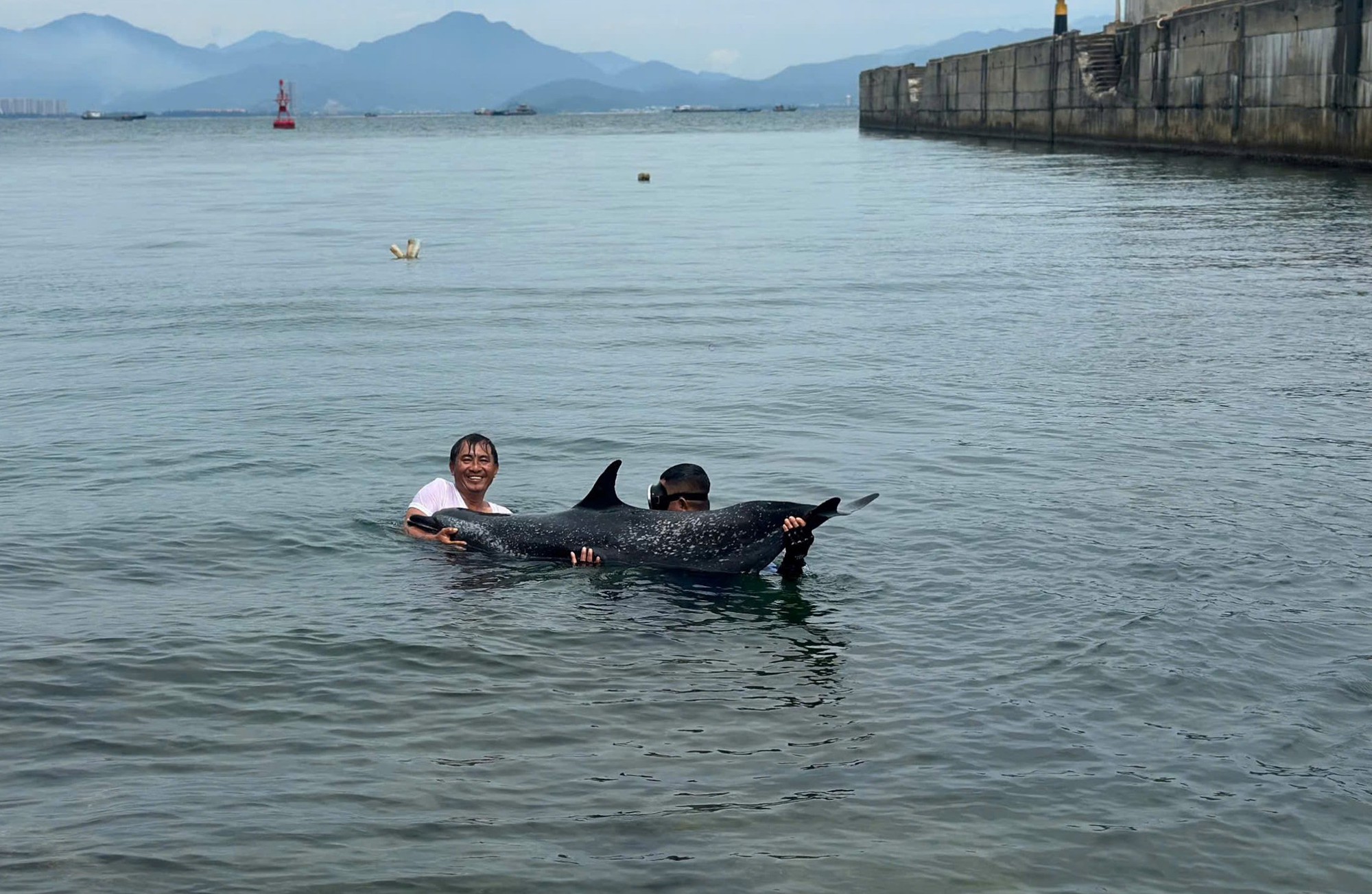 CLIP: C&aacute; heo 200 kg mắc cạn tại cảng Ti&ecirc;n Sa, Đ&agrave; Nẵng- Ảnh 1.