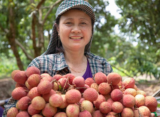 Loại vải hơn 10.000đ/quả, to bằng trứng gà: Người ăn nhận xét "Chưa bao giờ ăn vải nào ngon thế này"- Ảnh 7.
