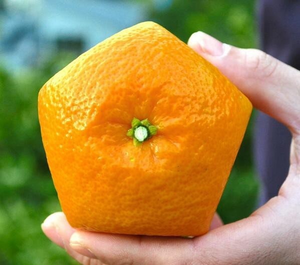 21 bức ảnh chứng minh người Nhật 