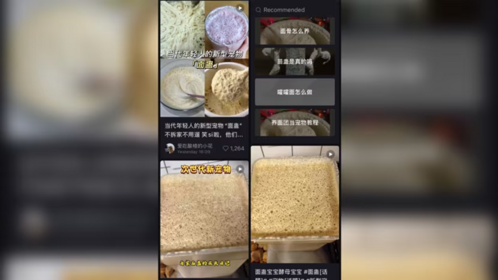 Lười nhưng thích "chữa lành", giới trẻ Trung Quốc nuôi nấm men làm thú cưng- Ảnh 2.