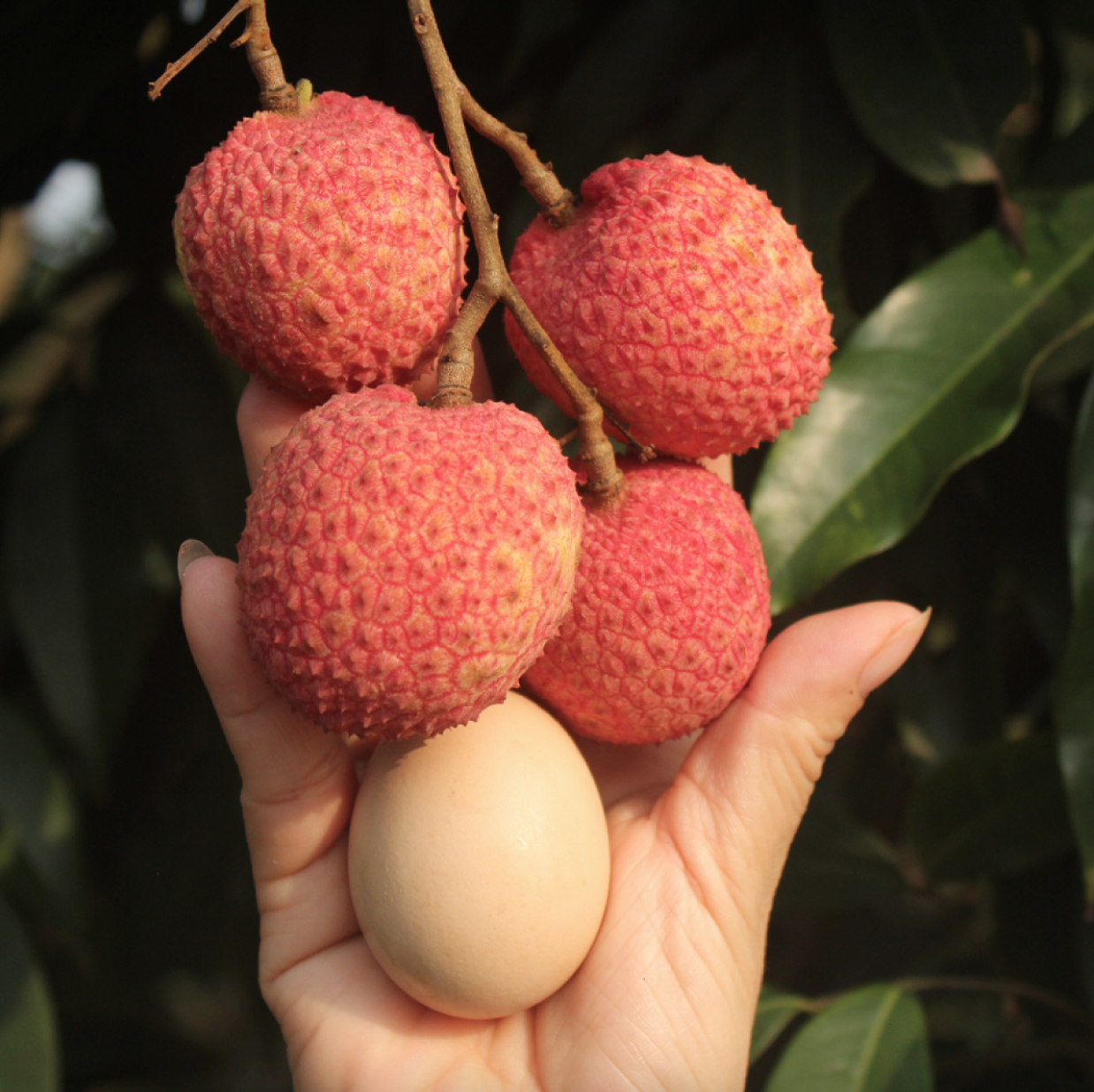 Loại vải to như quả trứng gà, giá 240k/kg vẫn cháy hàng: Đặc sản địa phương "lên đời" sang châu Âu!- Ảnh 2.