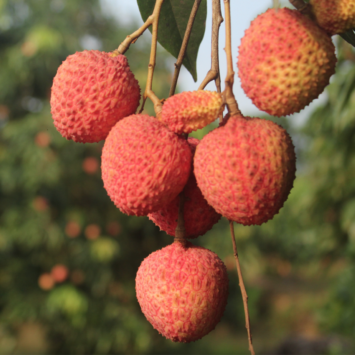 Loại vải to như quả trứng gà, giá 240k/kg vẫn cháy hàng: Đặc sản địa phương "lên đời" sang châu Âu!- Ảnh 3.