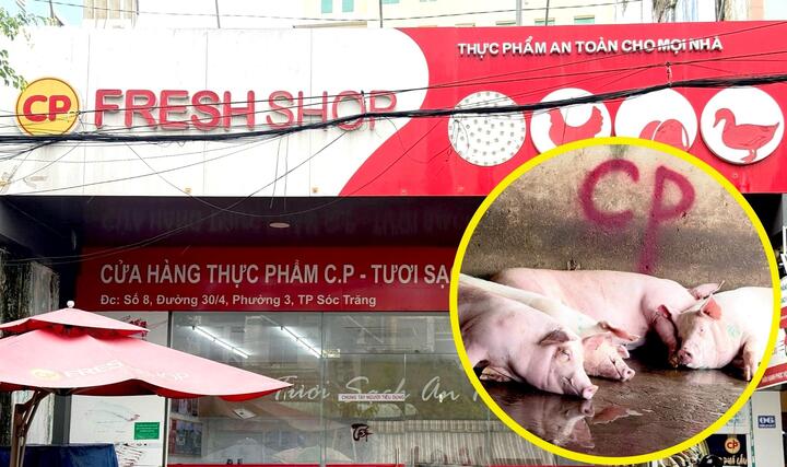 Chuyên gia: Phát hiện heo bệnh phải tiêu hủy cả đàn chứ không phải 1 con- Ảnh 1.