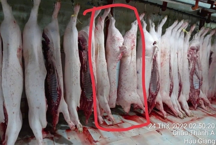 Chuyên gia: Phát hiện heo bệnh phải tiêu hủy cả đàn chứ không phải 1 con- Ảnh 4.