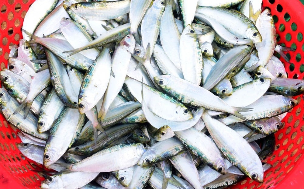 Loại cá được khen 