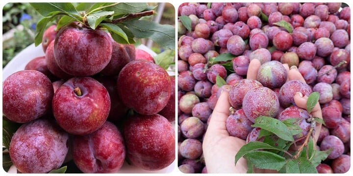 Những người nên hạn chế ăn mận- Ảnh 1.