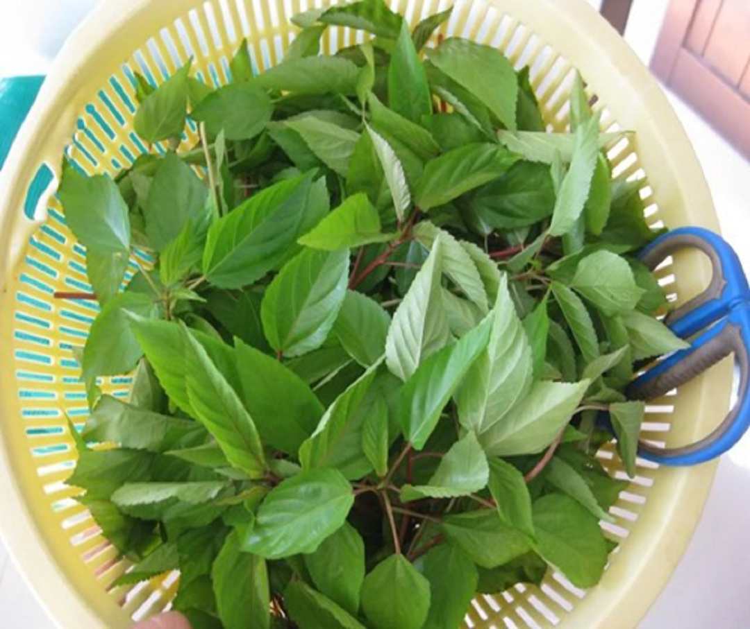 2 loại rau ít "ngậm" thuốc trừ sâu nhất chợ, nhất là cái số 1 ở quê rất nhiều- Ảnh 3.