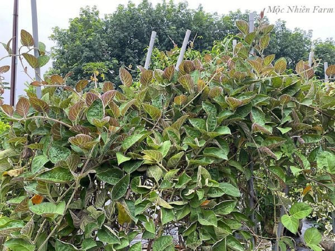 2 loại rau ít "ngậm" thuốc trừ sâu nhất chợ, nhất là cái số 1 ở quê rất nhiều- Ảnh 1.