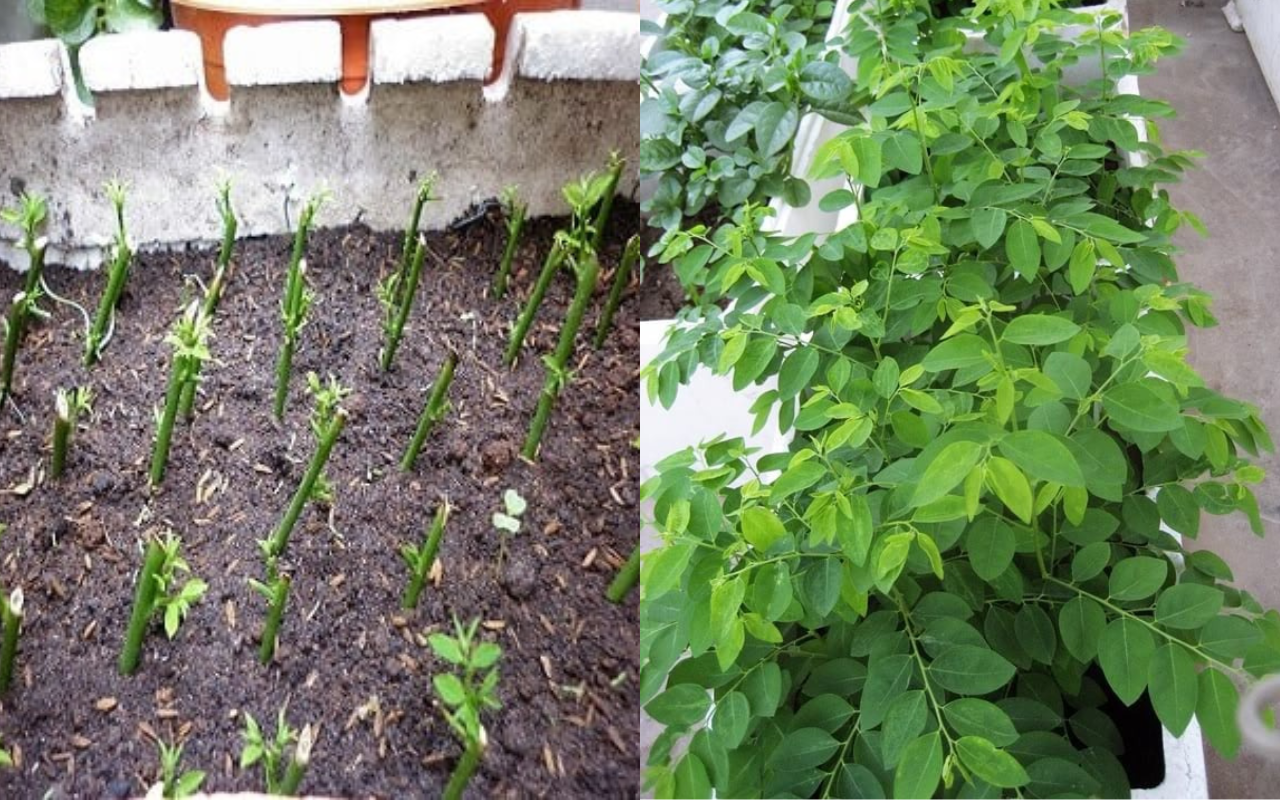 Loại rau bình dân 3.000đ một mớ, giàu sắt gấp 7 lần thịt bò, chợ Việt bán vô số mà nhiều người không biết mua- Ảnh 4.