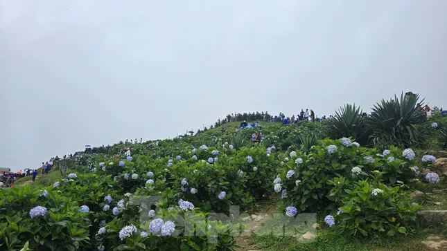 Cẩm tú cầu nở rộ trên đỉnh Mẫu Sơn- Ảnh 2.