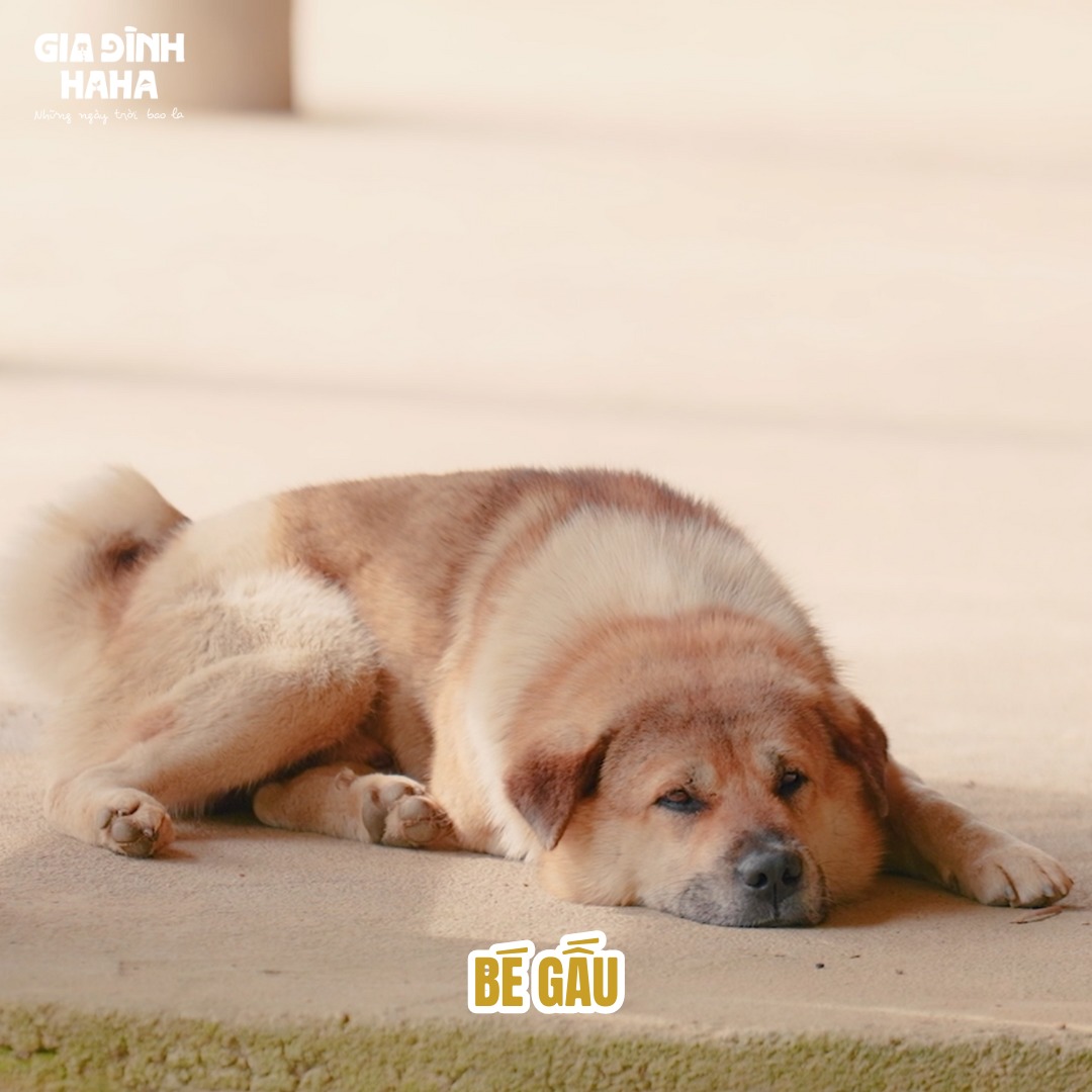 Gia đình Haha - Gia đình Haha -