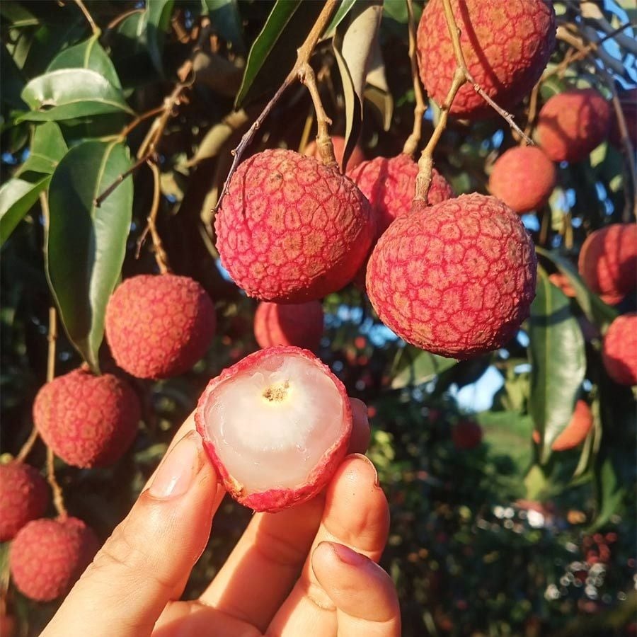 Loại quả được ví như 