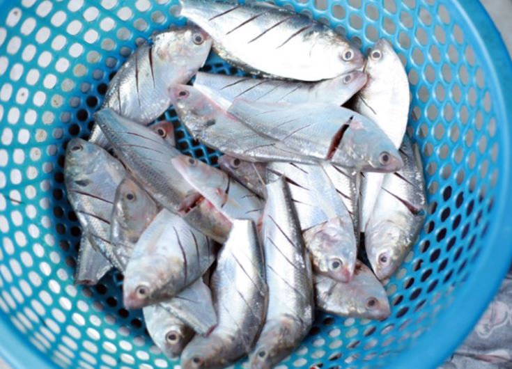 Loại cá được đánh giá "tốt hơn cả cá hồi", ở chợ Việt vừa nhiều vừa rẻ- Ảnh 2.