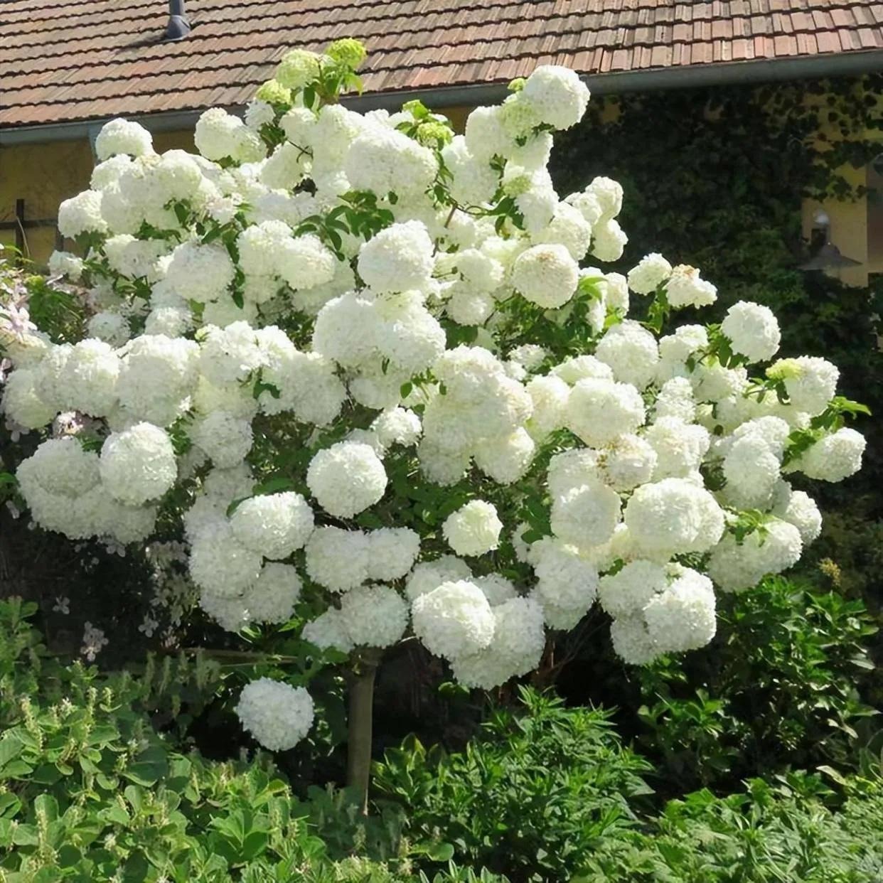 5 cây được khuyên NÊN trồng trước nhà: Phong thủy hanh thông, tài lộc 