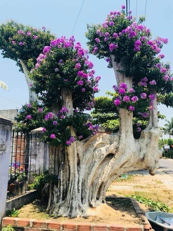 5 cây được khuyên NÊN trồng trước nhà: Phong thủy hanh thông, tài lộc 