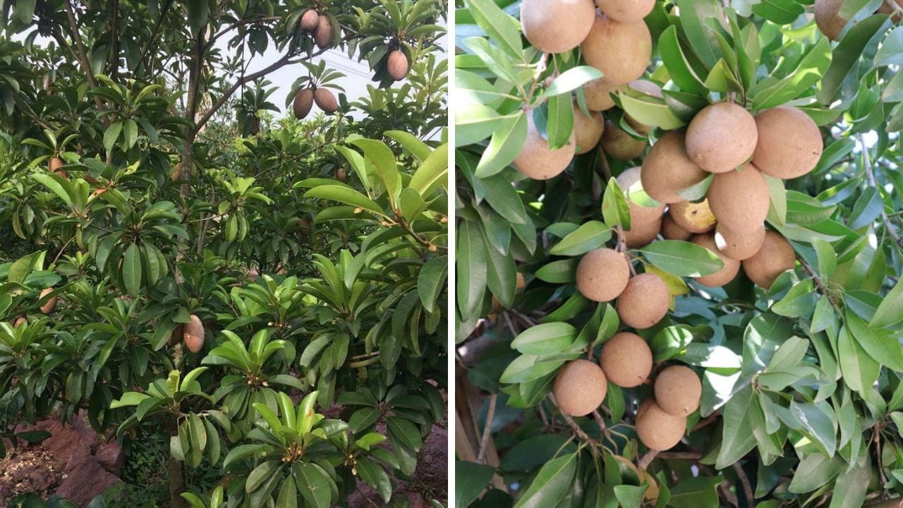 5 cây được khuyên NÊN trồng trước nhà: Phong thủy hanh thông, tài lộc 