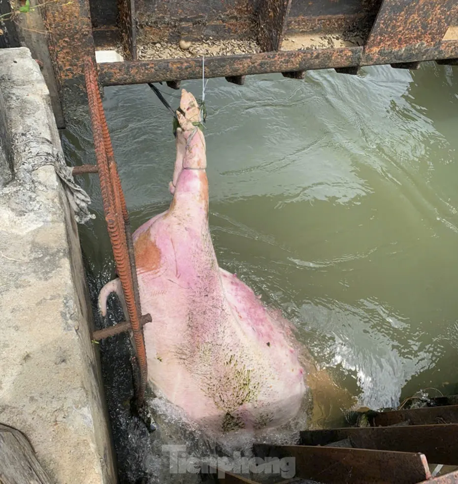 Ám ảnh xác heo chết vứt đầy kênh mương ở Gia Lai- Ảnh 1. Ám ảnh xác heo chết vứt đầy kênh mương ở Gia Lai- Ảnh 1.