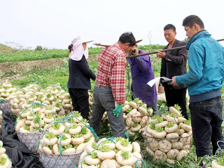 Củ cải "biến dạng" mà siêu năng suất, xưa là rau cứu đói, nay giúp "hái ra tiền"- Ảnh 2.