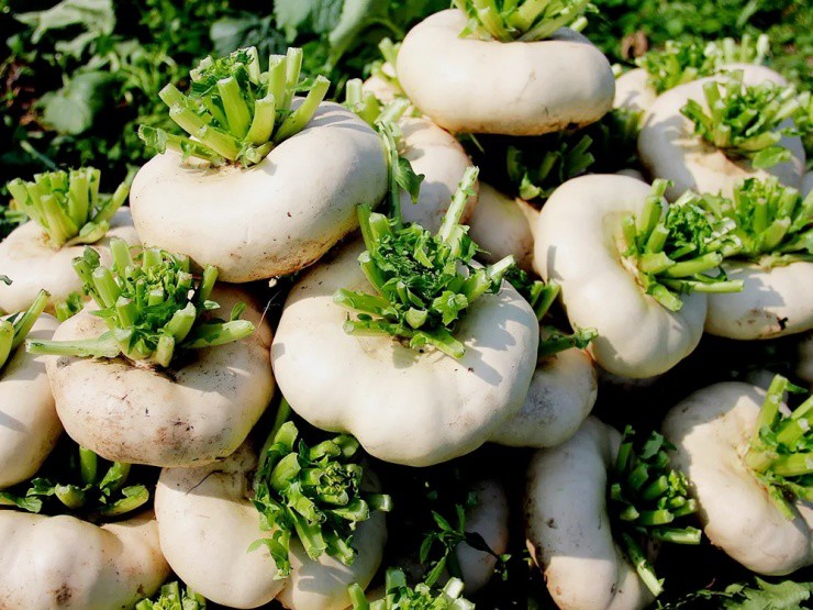 Củ cải "biến dạng" mà siêu năng suất, xưa là rau cứu đói, nay giúp "hái ra tiền"- Ảnh 1.