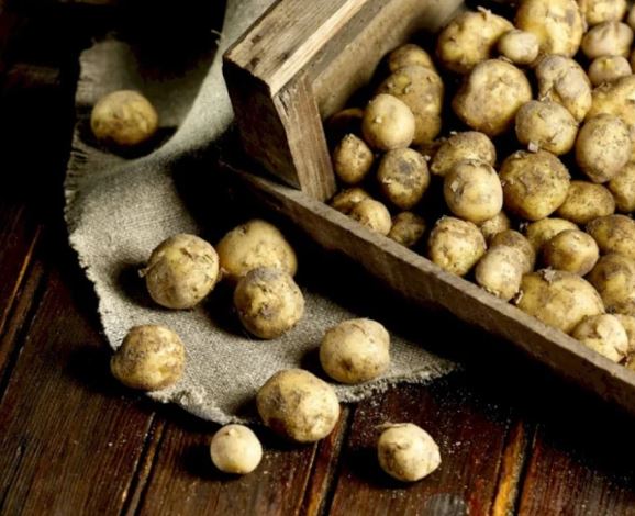 Loại củ đắt đỏ bậc nhất thế giới, giá 29 triệu đồng/kg, chỉ duy nhất một nơi có- Ảnh 1.