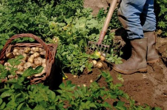 Loại củ đắt đỏ bậc nhất thế giới, giá 29 triệu đồng/kg, chỉ duy nhất một nơi có- Ảnh 2.