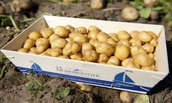 Loại củ đắt đỏ bậc nhất thế giới, giá 29 triệu đồng/kg, chỉ duy nhất một nơi có- Ảnh 4.